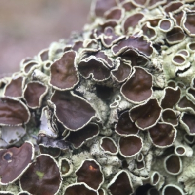 Parmeliaceae (family) (A lichen family) at Forde, ACT - 10 Aug 2016 by JasonC