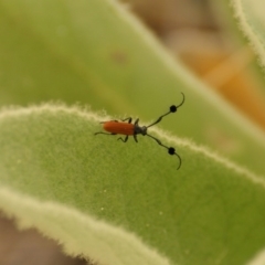Tropis paradoxa (Longicorn beetle) at Garran, ACT - 29 Nov 2015 by roymcd