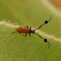 Tropis paradoxa at Red Hill, ACT - 29 Nov 2015 04:50 PM