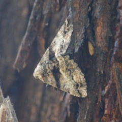 Gastrinodes bitaeniaria (Buff Bark Moth) at Red Hill Nature Reserve - 24 Feb 2016 by roymcd