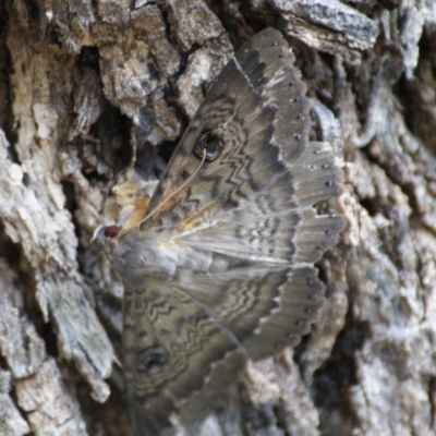 Dasypodia cymatodes (Northern old lady moth) at Garran, ACT - 28 Jan 2016 by roymcd