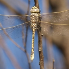 Anax papuensis (Australian Emperor) at Red Hill Nature Reserve - 13 Jan 2016 by roymcd