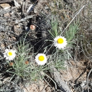 Leucochrysum albicans subsp. tricolor at Farrer, ACT - 8 Aug 2016 11:44 AM