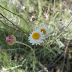 Leucochrysum albicans subsp. tricolor at Farrer, ACT - 8 Aug 2016 11:44 AM