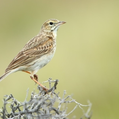 Anthus australis (Australian Pipit) at Green Cape, NSW - 20 Sep 2013 by Leo