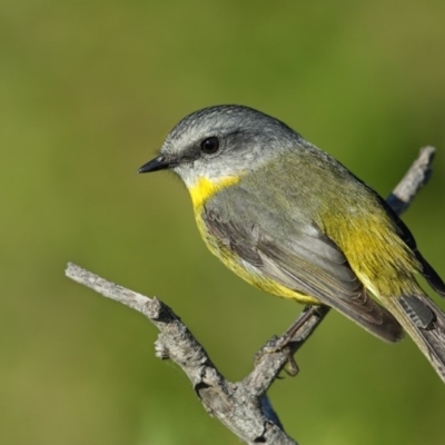 Eopsaltria australis (Eastern Yellow Robin) at Green Cape, NSW - 14 May 2013 by Leo