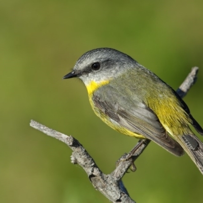 Eopsaltria australis (Eastern Yellow Robin) at Green Cape, NSW - 15 May 2013 by Leo