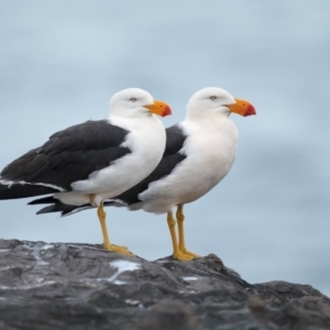 Larus pacificus at Green Cape, NSW - 20 Sep 2013