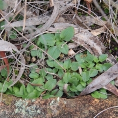 Diplodium sp. (A Greenhood) at Mount Majura - 4 Aug 2016 by petersan