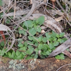 Diplodium sp. (A Greenhood) at Canberra Central, ACT - 4 Aug 2016 by petersan