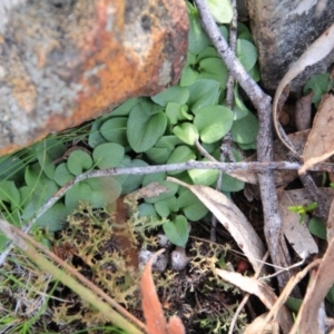 Diplodium sp. at Canberra Central, ACT - 4 Aug 2016