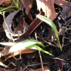 Caladenia sp. (A Caladenia) at Mount Majura - 9 Aug 2016 by petersan