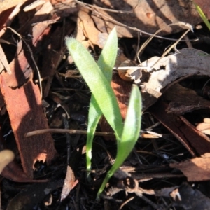 Caladenia sp. at Canberra Central, ACT - suppressed