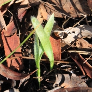 Caladenia sp. at Canberra Central, ACT - 9 Aug 2016