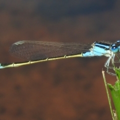 Ischnura heterosticta (Common Bluetail Damselfly) at Coombs, ACT - 11 Jan 2016 by ArcherCallaway