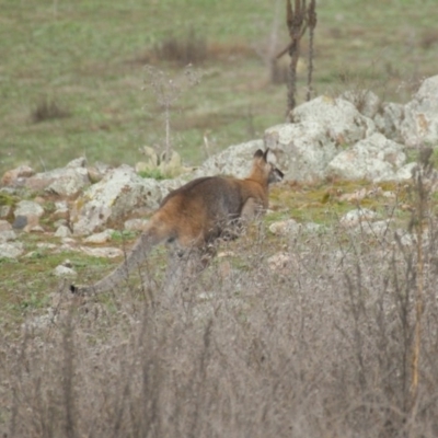 Notamacropus rufogriseus (Red-necked Wallaby) at Isaacs Ridge and Nearby - 19 Jul 2016 by roymcd