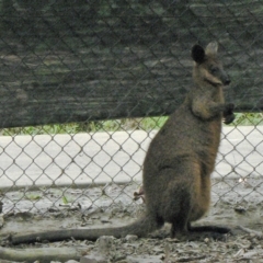 Wallabia bicolor (Swamp Wallaby) at Paddys River, ACT - 11 Nov 2010 by galah681