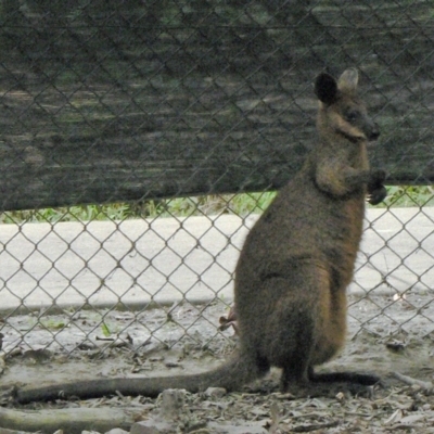 Wallabia bicolor (Swamp Wallaby) at Paddys River, ACT - 10 Nov 2010 by galah681