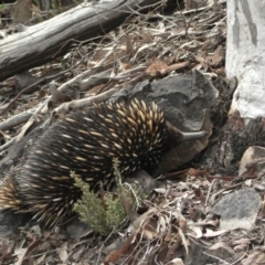 Tachyglossus aculeatus (Short-beaked Echidna) at Black Mountain - 20 Oct 2006 by galah681