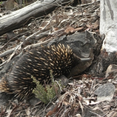 Tachyglossus aculeatus (Short-beaked Echidna) at Black Mountain - 20 Oct 2006 by galah681