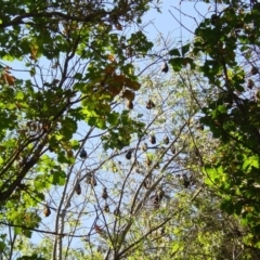 Pteropus poliocephalus (Grey-headed Flying-fox) at Mount Ainslie to Black Mountain - 20 Apr 2004 by galah681