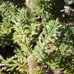 Banksia marginata at Red Hill, ACT - 10 Aug 2016