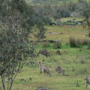 Macropus giganteus at Rendezvous Creek, ACT - 27 Nov 2007