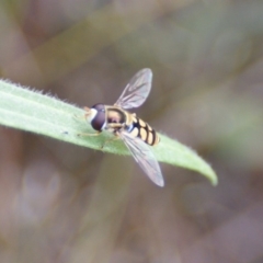 Simosyrphus grandicornis (Common hover fly) at Red Hill Nature Reserve - 16 Oct 2015 by roymcd