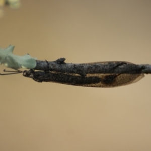 Myrmeleontidae (family) at Red Hill, ACT - 9 Feb 2016 04:44 PM