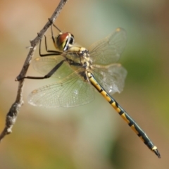 Hemicordulia tau (Tau Emerald) at Garran, ACT - 22 Mar 2016 by roymcd