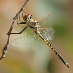 Hemicordulia tau at Garran, ACT - 22 Mar 2016