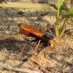 Cryptocheilus bicolor (Orange Spider Wasp) at Greenway, ACT - 19 Jan 2016 by michaelb