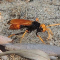 Cryptocheilus bicolor at Greenway, ACT - 19 Jan 2016 08:04 PM