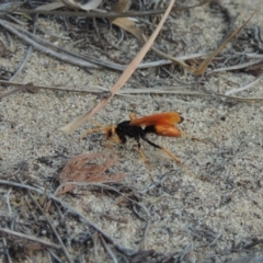 Cryptocheilus bicolor at Greenway, ACT - 19 Jan 2016