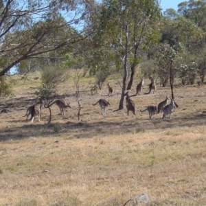 Macropus giganteus at Farrer Ridge - 1 Dec 2002 09:55 AM