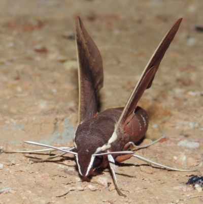 Hippotion scrofa (Coprosma Hawk Moth) at Pollinator-friendly garden Conder - 2 Mar 2015 by michaelb