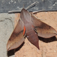 Hippotion scrofa at Conder, ACT - 3 Mar 2015