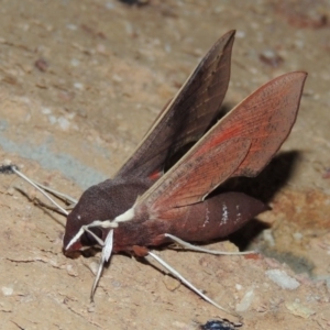 Hippotion scrofa at Conder, ACT - 3 Mar 2015 01:13 AM