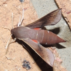 Hippotion scrofa at Conder, ACT - 3 Mar 2015