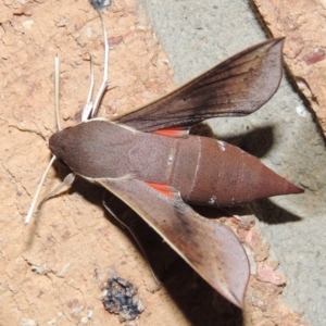 Hippotion scrofa at Conder, ACT - 3 Mar 2015 01:13 AM