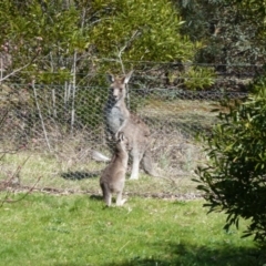 Macropus giganteus (Eastern Grey Kangaroo) at Paddys River, ACT - 19 Sep 2015 by galah681