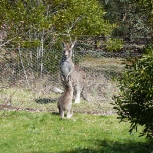 Macropus giganteus at Paddys River, ACT - 19 Sep 2015