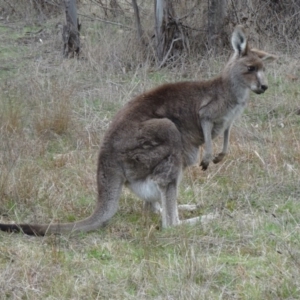 Macropus giganteus at Paddys River, ACT - 19 Sep 2015