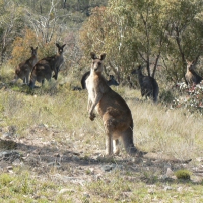 Macropus giganteus (Eastern Grey Kangaroo) at Mount Taylor - 29 Sep 2009 by galah681