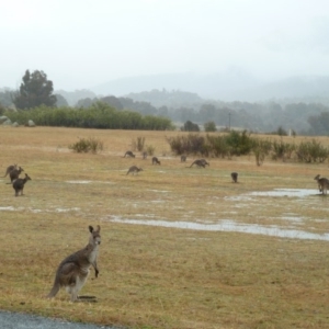 Macropus giganteus at Paddys River, ACT - 4 Sep 2010