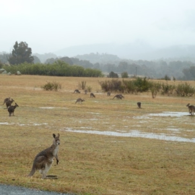 Macropus giganteus (Eastern Grey Kangaroo) at Tidbinbilla Nature Reserve - 4 Sep 2010 by galah681