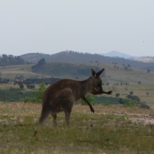 Macropus giganteus at Paddys River, ACT - 21 Nov 2009 10:00 AM