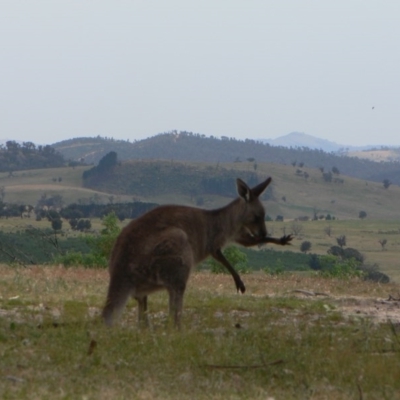 Macropus giganteus (Eastern Grey Kangaroo) at Tidbinbilla Nature Reserve - 20 Nov 2009 by galah681