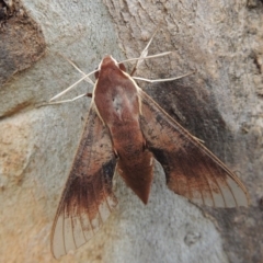 Hippotion scrofa (Coprosma Hawk Moth) at Paddys River, ACT - 9 Feb 2015 by michaelb