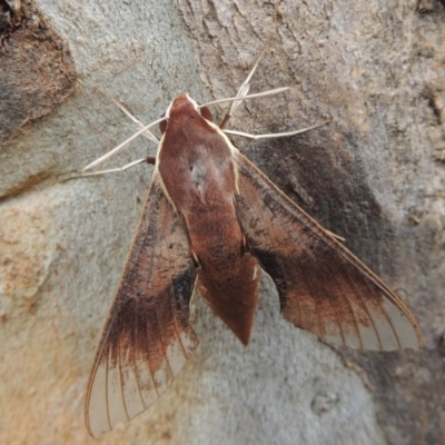 Hippotion scrofa (Coprosma Hawk Moth) at Point Hut to Tharwa - 9 Feb 2015 by michaelb